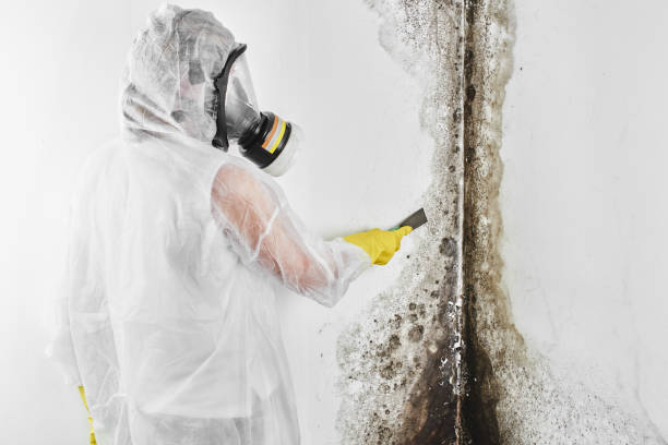 Home Mold Removal in Taos, NM