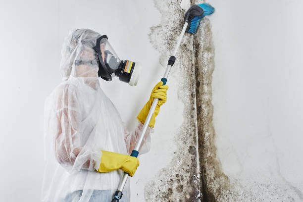 Best Mold Remediation  in Taos, NM