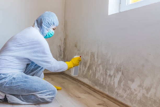Best Attic Mold Removal  in Taos, NM