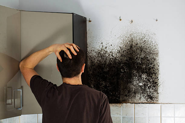 Best Mold Removal and Inspection  in Taos, NM