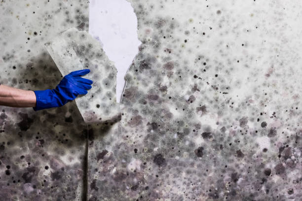 Best Office Mold Removal Services  in Taos, NM